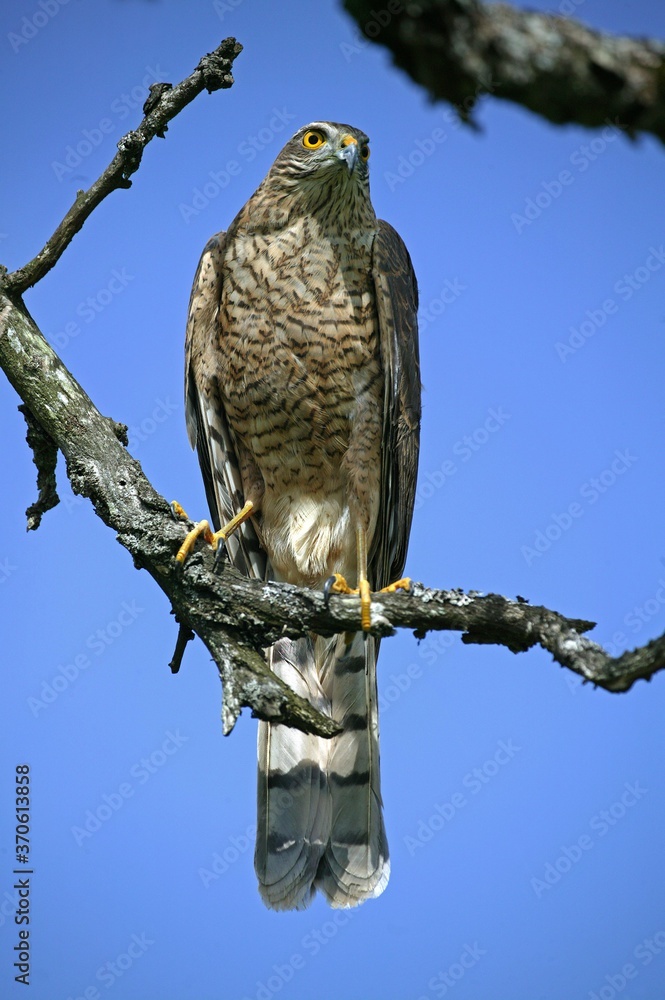European Sparrowhawk, accipiter nisus, Adult standing on Branch, Normandy European Sparrowhawk, accipiter nisus, Adult standing on Branch, Normandy