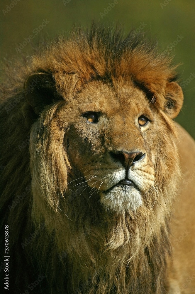 Obraz premium African Lion, panthera leo, Portrait of Male