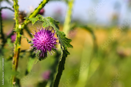 Thistle Banner of thistle buds and flowers on a field in summer. The flowers of thrush, a medicinal plant, are used in medicine