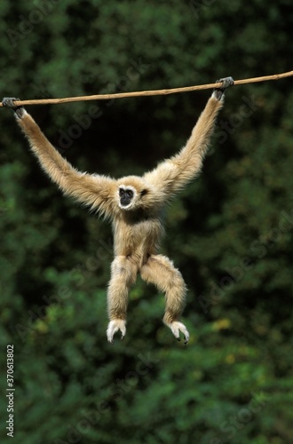 White-Handed Gibbon, hylobates lar, Female Hanging from Liana