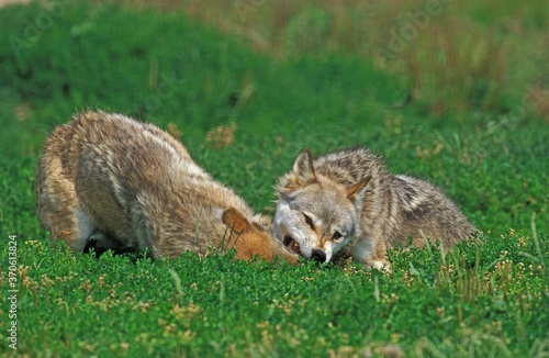 Wallpaper Mural European Wolf, canis lupus, Adults Dominance Interaction Torontodigital.ca