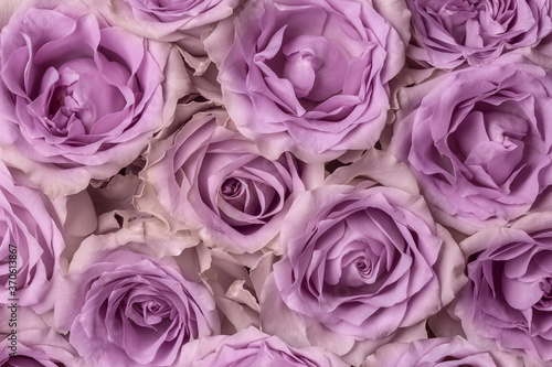 Lilac roses  flowers as a background texture close-up. Concept  ideas  design.