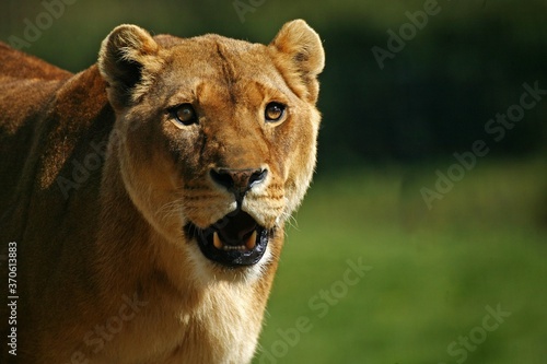 African Lion  panthera leo  Portrait of Female