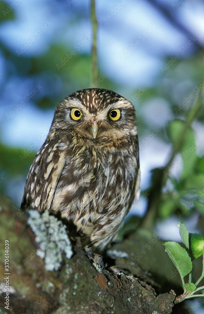 Little Owl, athene noctua, Adult standing on Branch, Normandy Little Owl, athene noctua, Adult standing on Branch, Normandy