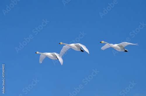 Whooper Swan  cygnus cygnus  Adults in Flight against Blue Sky  Hokkaido Island in Japan