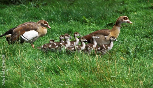 Egyptian Goose, alopochen aegyptiacus, Male with Female and Goslings