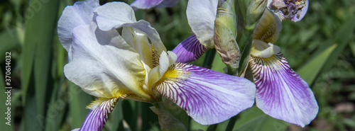 Banner beautiful purple iris flowers grow.