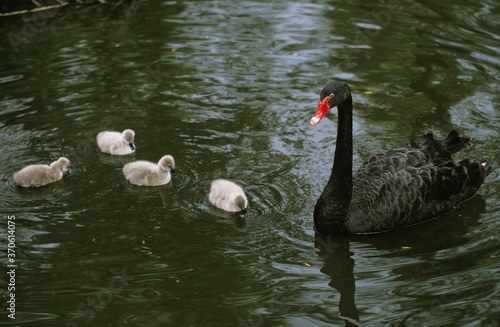 Black Swan  cygnus atratus  Female with Chicks