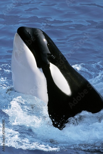 Killer Whale, orcinus orca, Adult with Head at Surface