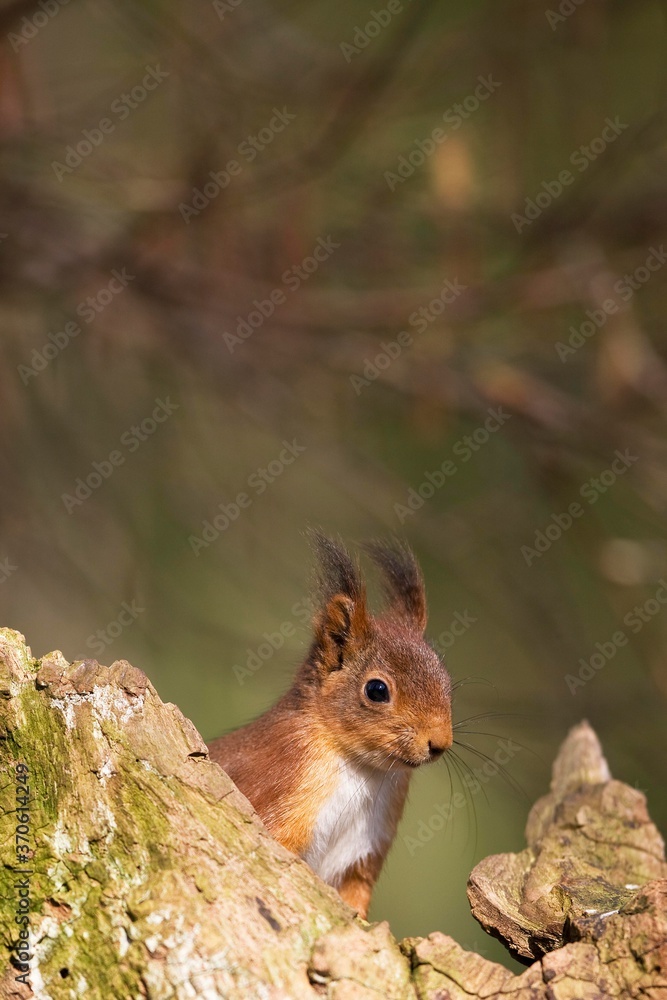 Fototapeta premium Red Squirrel, sciurus vulgaris, Adult, Normandy