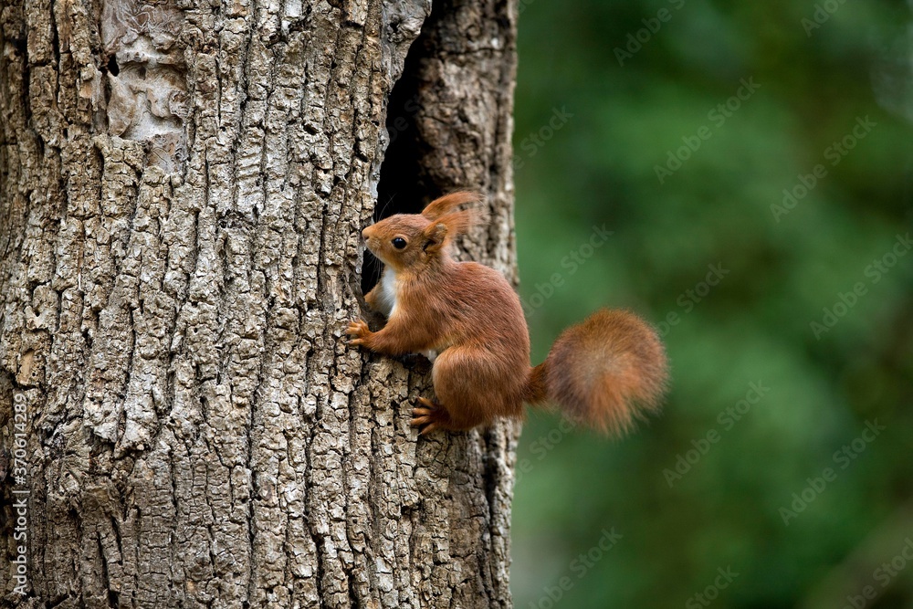 Red Squirrel, sciurus vulgaris, Adult standing at Nest Entrance, Normandy
