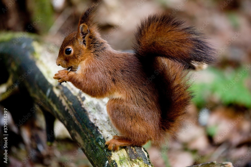 Red Squirrel, sciurus vulgaris, Adult Eating, Normandy Red Squirrel, sciurus vulgaris, Adult Eating, Normandy