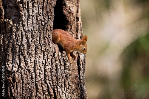 Red Squirrel, sciurus vulgaris, Adult standing at Nest Entrance, Normandy © slowmotiongli