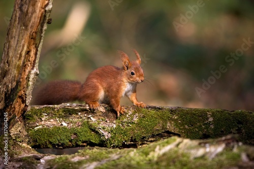 Red Squirrel, sciurus vulgaris, Adult standing on Branch, Normandy © slowmotiongli