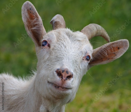 Goat with a special gaze photo