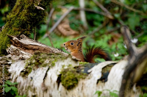 Red Squirrel, sciurus vulgaris, Adult Eating Hazelnut, Normandy © slowmotiongli