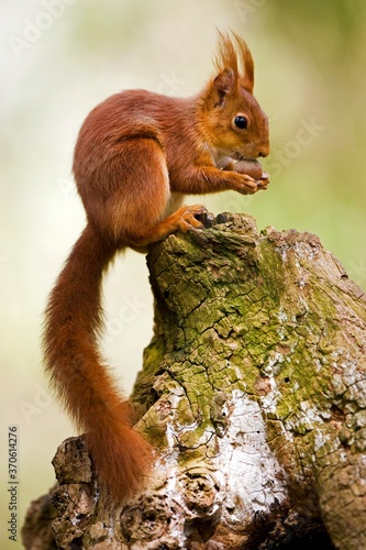 Принти на полотні Red Squirrel, sciurus vulgaris, Adult standing on Stump, Eating Hazelnut, Norman