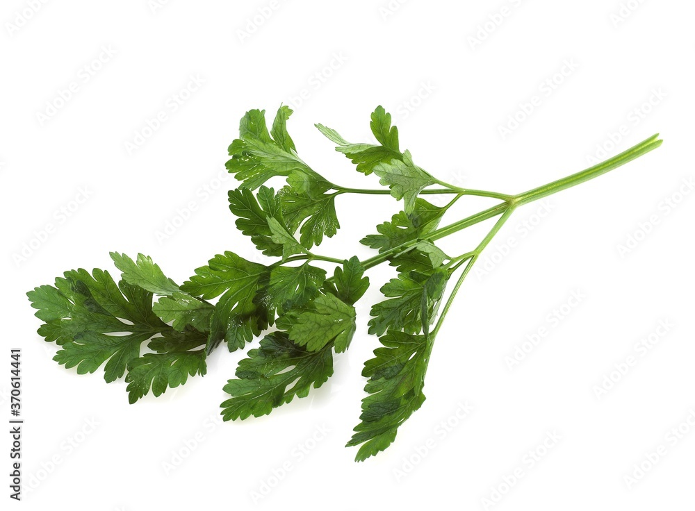 Flat-Leaved Parsley, petroselinum crispum, Aromatic Plant against White Background Flat-Leaved Parsley, petroselinum crispum, Aromatic Plant against White Background