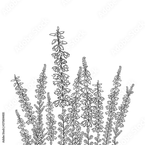 Field with outline Heather or Calluna flower with bud and leaves in black isolated on white background.  photo
