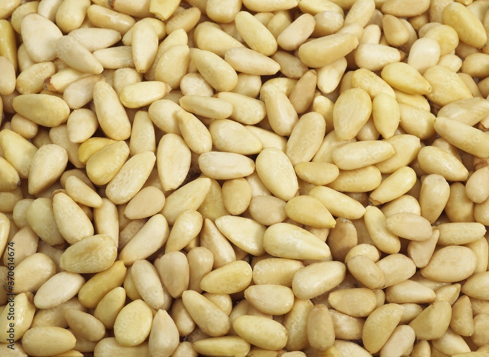 Pine Kernel or Pine Nut, pinus sp Pine Kernel or Pine Nut, pinus sp