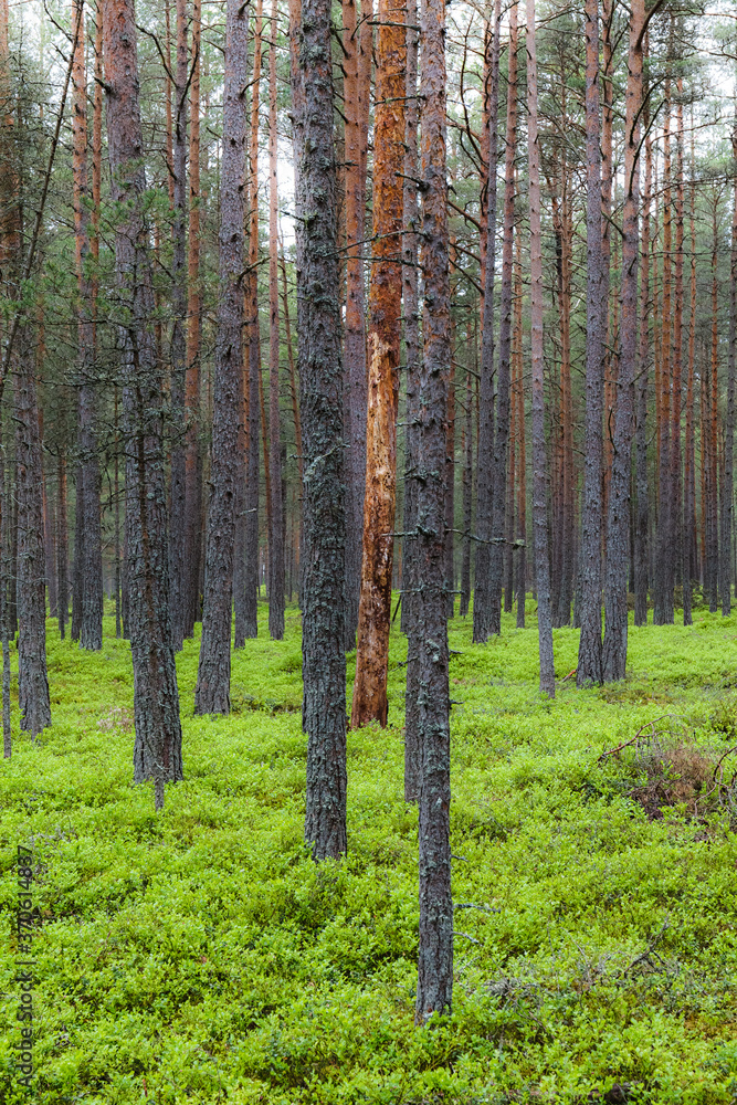 Obraz premium Mystic pine forest at gloomy weather