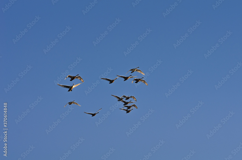 A flock of swans in the morning blue sky.