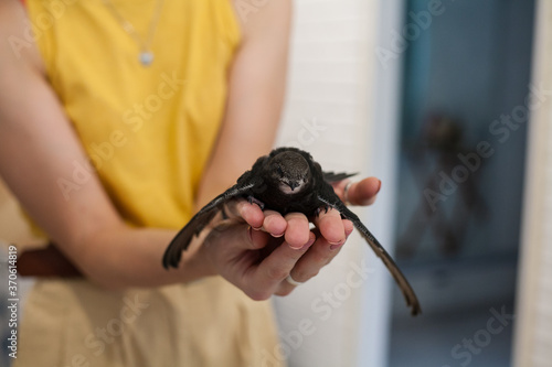 The common swift (Apus apus), called simply “swift” in Great Britain, is a soft-tailed, black bird that breeds across Eurasia and winters in southern Africa