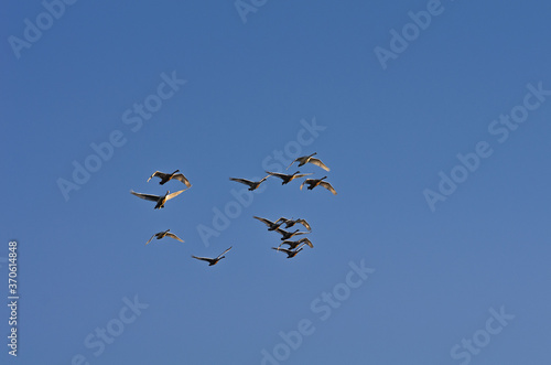 A flock of swans in the morning blue sky.