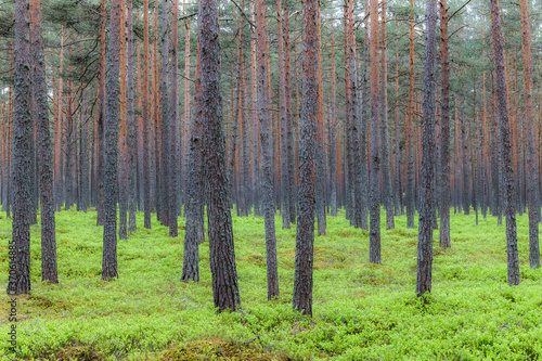 Fototapeta Naklejka Na Ścianę i Meble -  Mystic pine forest at gloomy weather