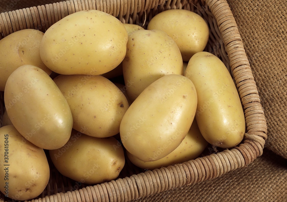 Mona Lisa Potato, Solanum tuberosum, Vegetables in Basket Mona Lisa Potato, Solanum tuberosum, Vegetables in Basket
