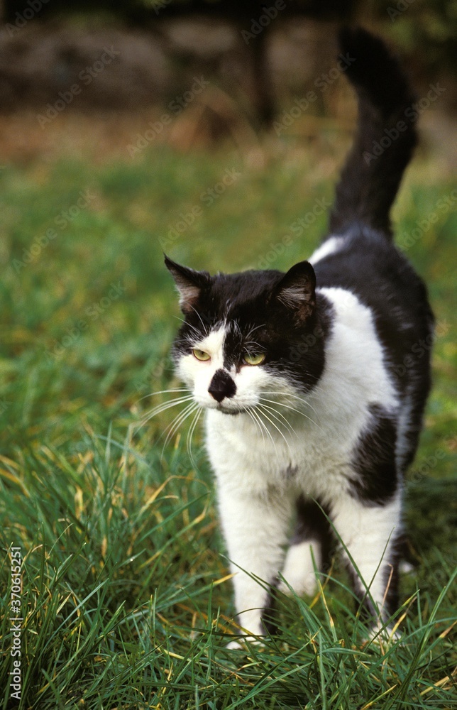 Black and White Domestic Cat, Adult standing on Grass