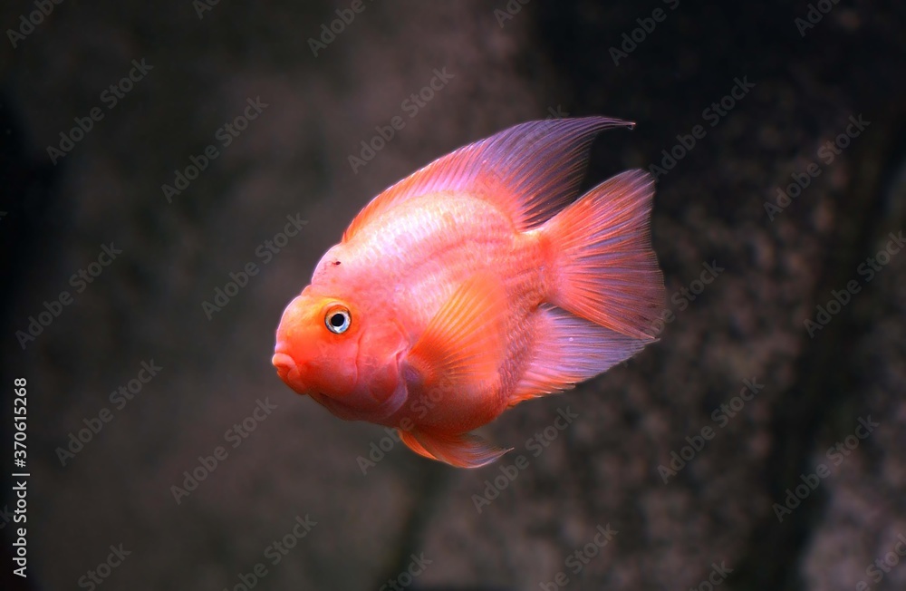 Red Parrot Cichlid, cichlasoma erythraeum Red Parrot Cichlid, cichlasoma erythraeum