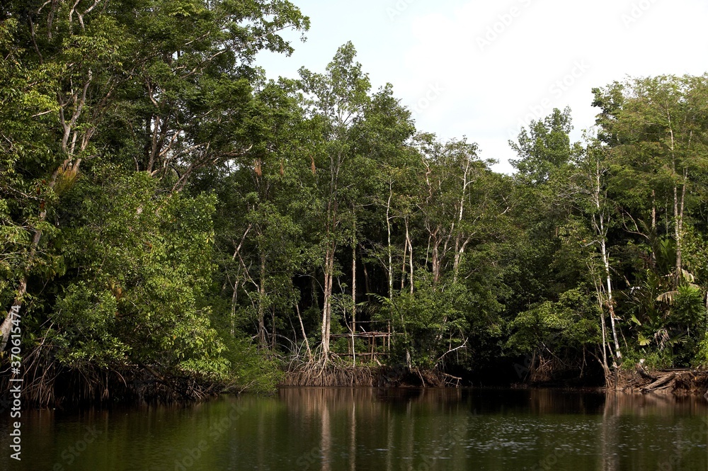 Forest and River at Orinoco Delta in Venezuela
