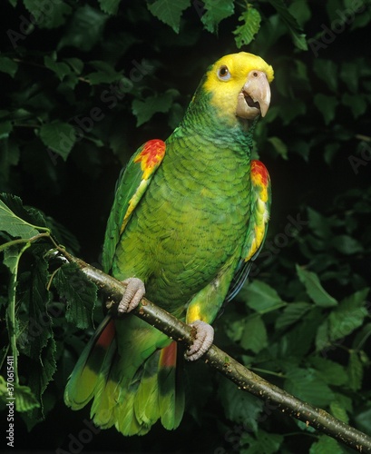 Yellow-Headed Parrot, amazona oratrix, Adult standing on Branch photo