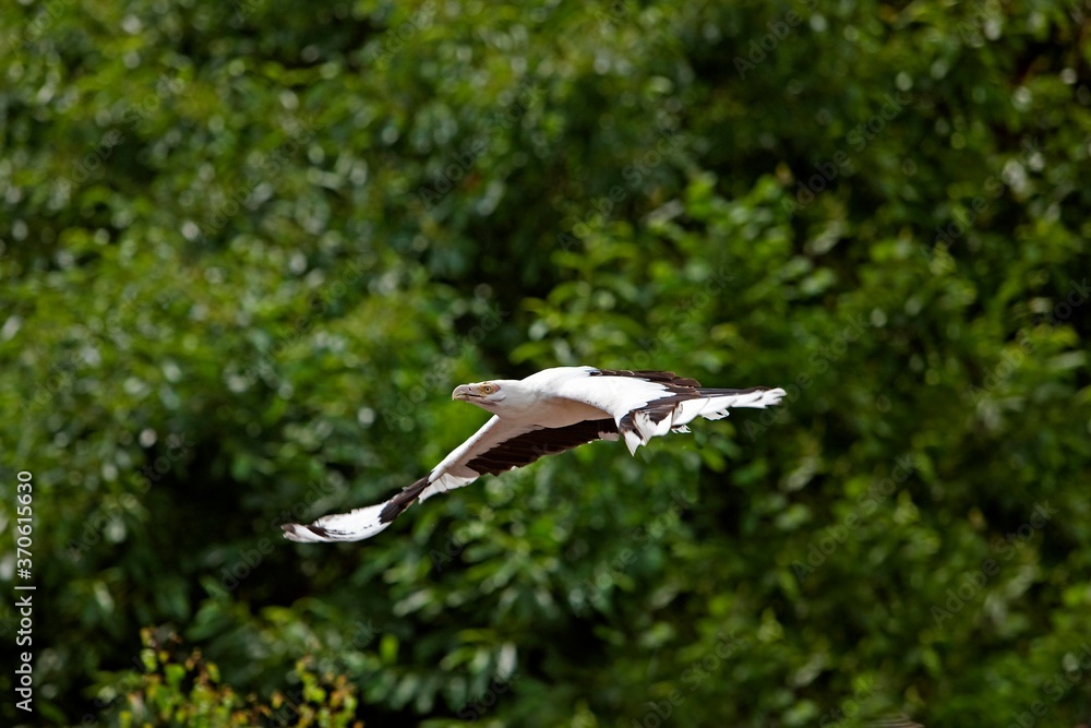 Palm-Nut Vulture, gypohierax angolensis, Adult in Flight Palm-Nut Vulture, gypohierax angolensis, Adult in Flight