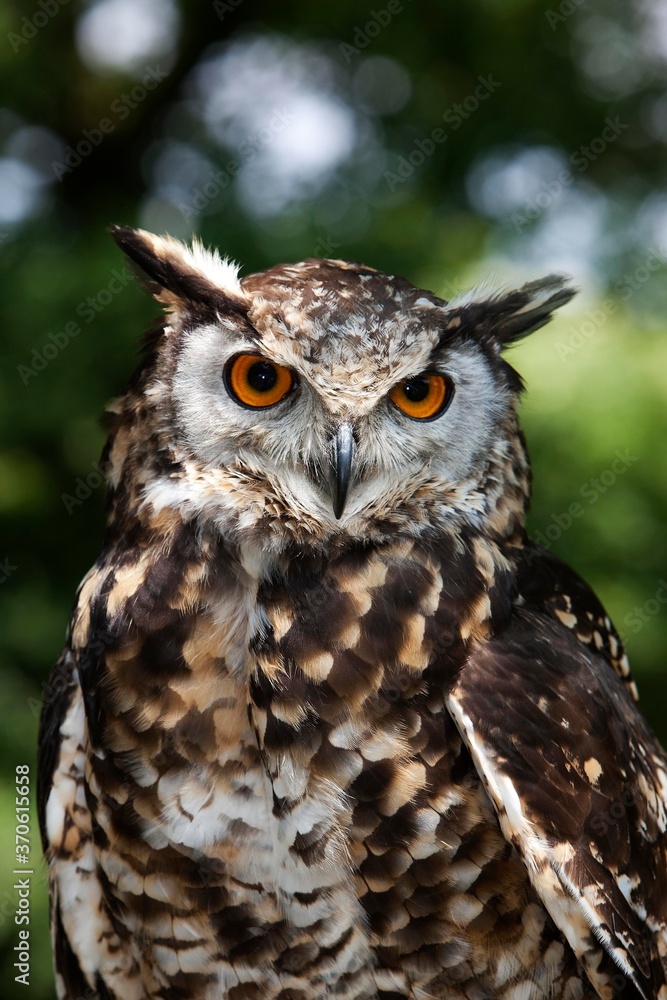 Cape Eagle Owl, bubo capensis, Portrait of Adult Cape Eagle Owl, bubo capensis, Portrait of Adult