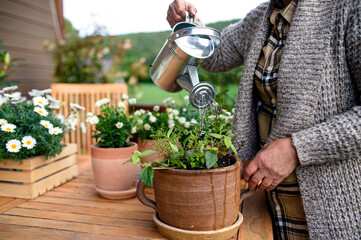 Unrecognizable senior woman gardening on balcony in summer, watering plants.