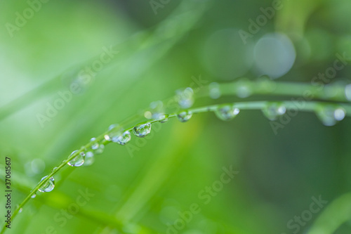 Transparent drops of water dew on grass close up. Natural background with copy space. Abstract nature, green grass after rain, artistic natural environment 