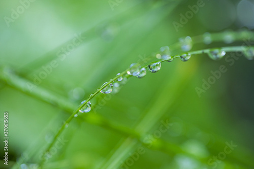 Transparent drops of water dew on grass close up. Natural background with copy space. Abstract nature, green grass after rain, artistic natural environment 