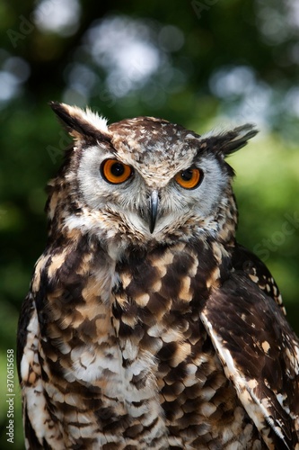 Cape Eagle Owl, bubo capensis, Portrait of Adult