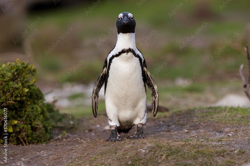 Fototapeta premium Jackass Penguin or African Penguin, spheniscus demersus, Adult, Betty's Bay in South Africa