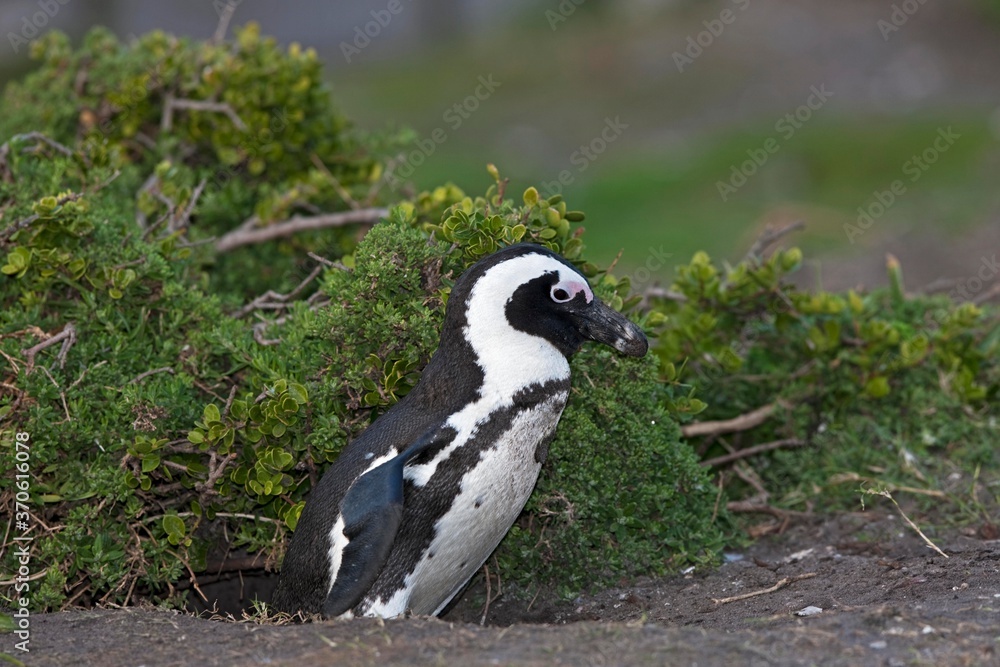 Fototapeta premium Jackass Penguin or African Penguin, spheniscus demersus, Adult emerging from Den, Betty's Bay in South Africa
