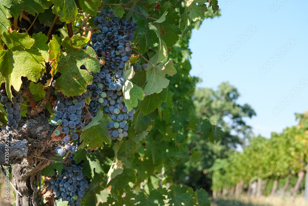 group of bunches of red grapes on old plants