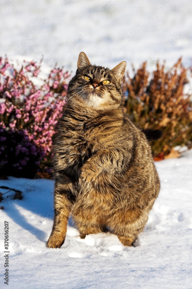 Brown Tabby Domestic Cat, Female playing on Snow, Normandy Brown Tabby Domestic Cat, Female playing on Snow, Normandy
