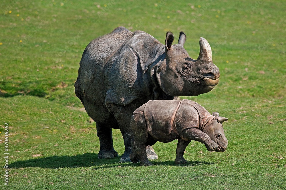 Fototapeta premium Indian Rhinoceros, rhinoceros unicornis, Mother with Calf