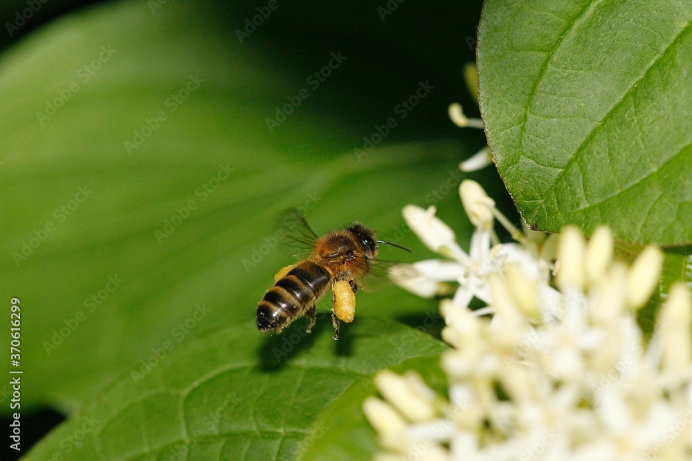 Honey Bee, apis mellifera, Adult in Flight, Flying to Flower with Pollen Baskets, Normandy Honey Bee, apis mellifera, Adult in Flight, Flying to Flower with Pollen Baskets, Normandy