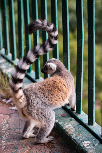 Madagascar lemur animal looking. Portrait of lemur katta long tail. Cute leemur of lemuriformes - zoology