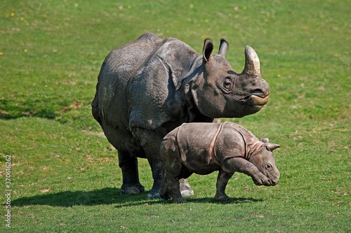 Indian Rhinoceros, rhinoceros unicornis, Mother with Calf