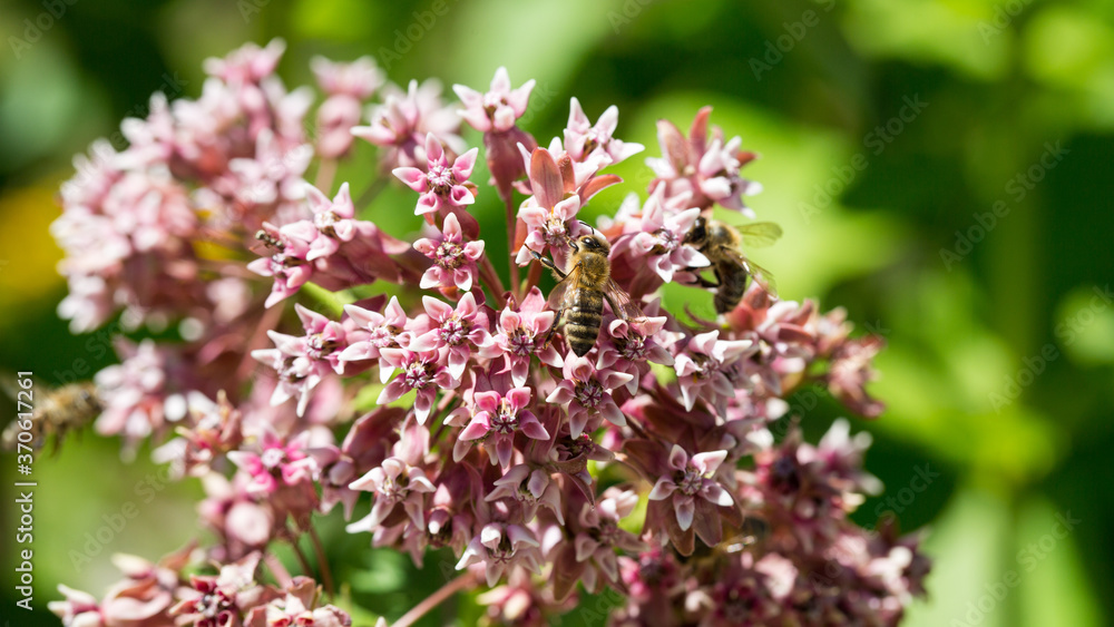 Close up of Asclepias syriaca. Tiny, pink colored blossoms. Common name milkweed or silkweed. Close up of Asclepias syriaca. Tiny, pink colored blossoms. Common name milkweed or silkweed.