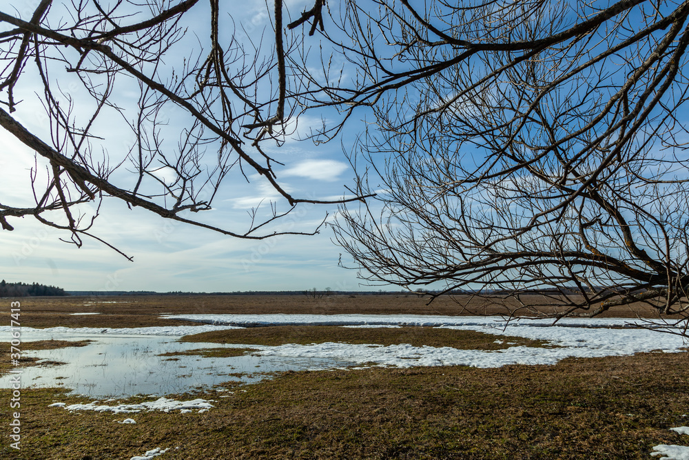 Flooded trees and frozen water in the floodplain of the river at the thaws.